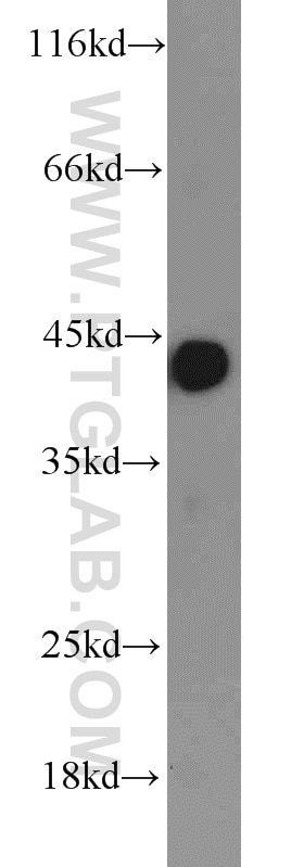 Western Blot (WB) analysis of mouse liver tissue using smooth muscle actin Polyclonal antibody (14395-1-AP)