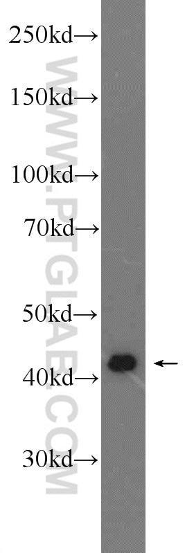 Western Blot (WB) analysis of mouse brown adipose tissue using smooth muscle actin Polyclonal antibody (23081-1-AP)