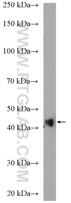 Western Blot (WB) analysis of rat heart tissue using smooth muscle actin Polyclonal antibody (23081-1-AP)
