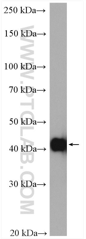 Western Blot (WB) analysis of mouse heart tissue using smooth muscle actin Polyclonal antibody (23081-1-AP)