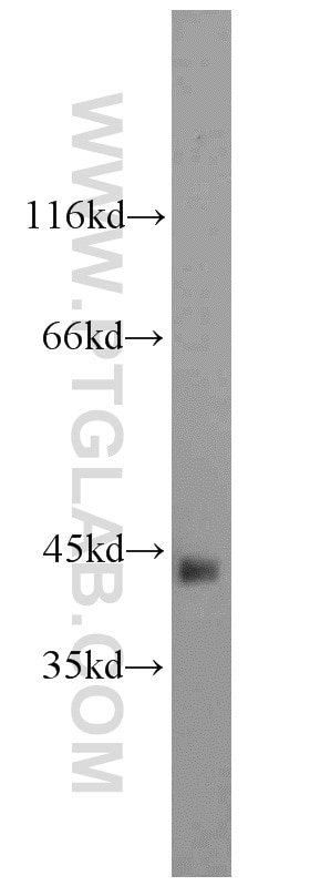Western Blot (WB) analysis of mouse skeletal muscle tissue using smooth muscle actin Polyclonal antibody (23081-1-AP)