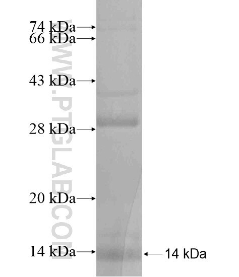 ACTA2 fusion protein Ag19478 SDS-PAGE