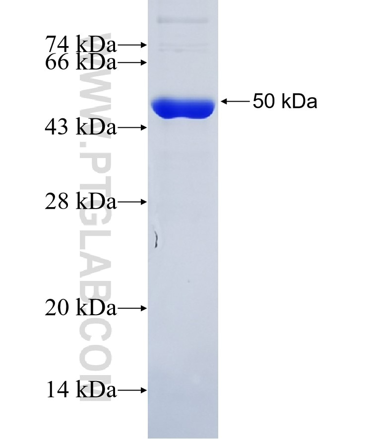 ACTA2 fusion protein Ag6088 SDS-PAGE