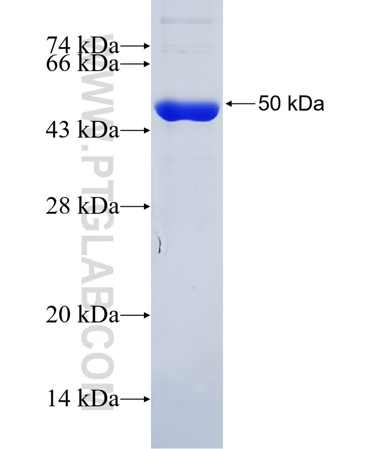 ACTA2 fusion protein Ag6088 SDS-PAGE