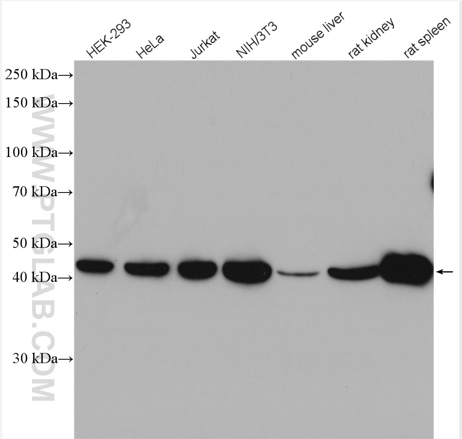 Western Blot (WB) analysis of various lysates using Beta Actin Polyclonal antibody (20536-1-AP)