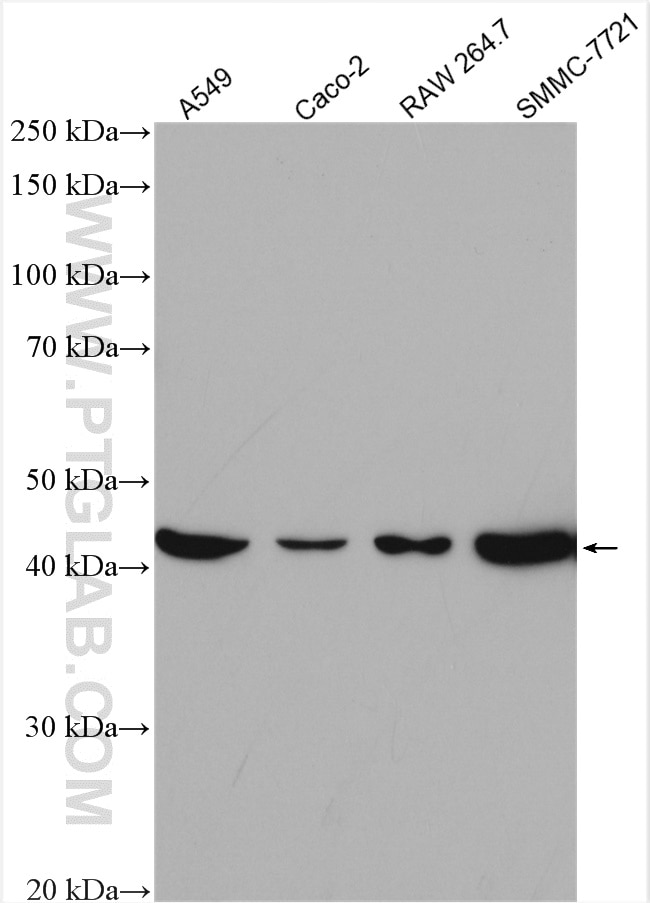 Western Blot (WB) analysis of various lysates using Beta Actin Polyclonal antibody (20536-1-AP)