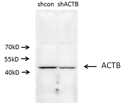 Western Blot (WB) analysis of A549 cells using Beta Actin Polyclonal antibody (20536-1-AP)