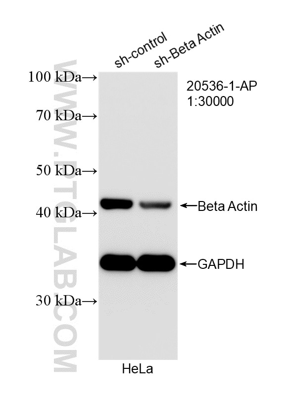 WB analysis of HeLa using 20536-1-AP Western Blot (WB) analysis of HeLa cells using Beta Actin Polyclonal antibody (20536-1-AP)