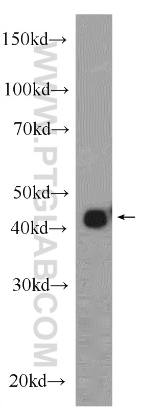 Western Blot (WB) analysis of C6 cells using Beta Actin Polyclonal antibody (20536-1-AP)