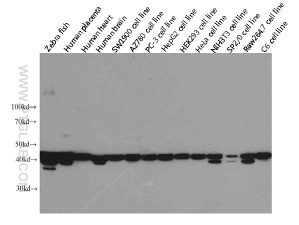 Western Blot (WB) analysis of multi-cells/tissue using Beta Actin Monoclonal antibody (60008-1-Ig)