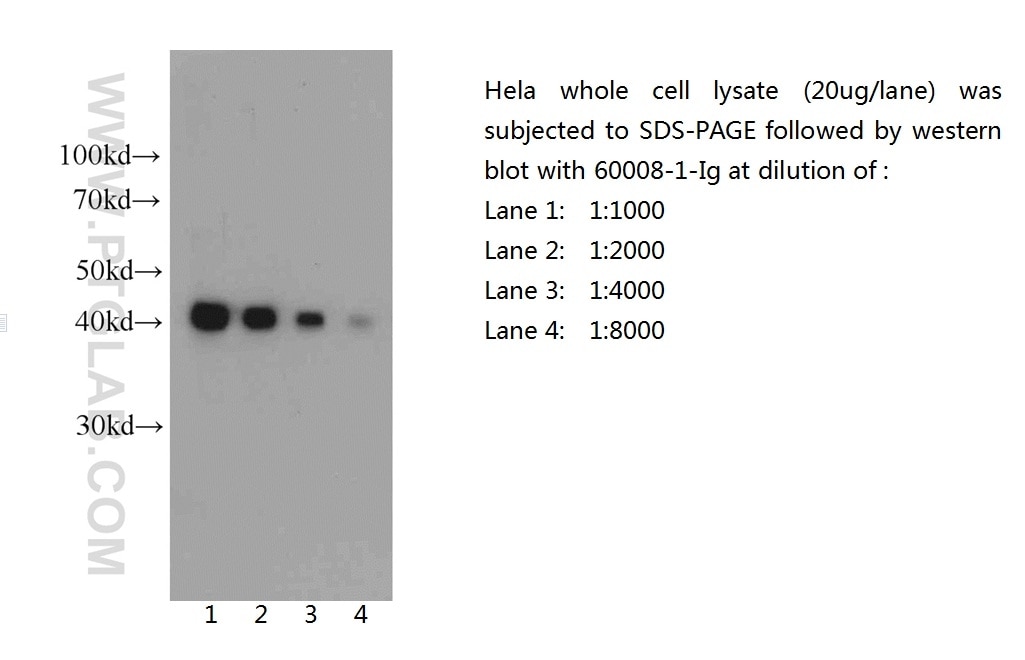 Western Blot (WB) analysis of HeLa cells using Beta Actin Monoclonal antibody (60008-1-Ig)