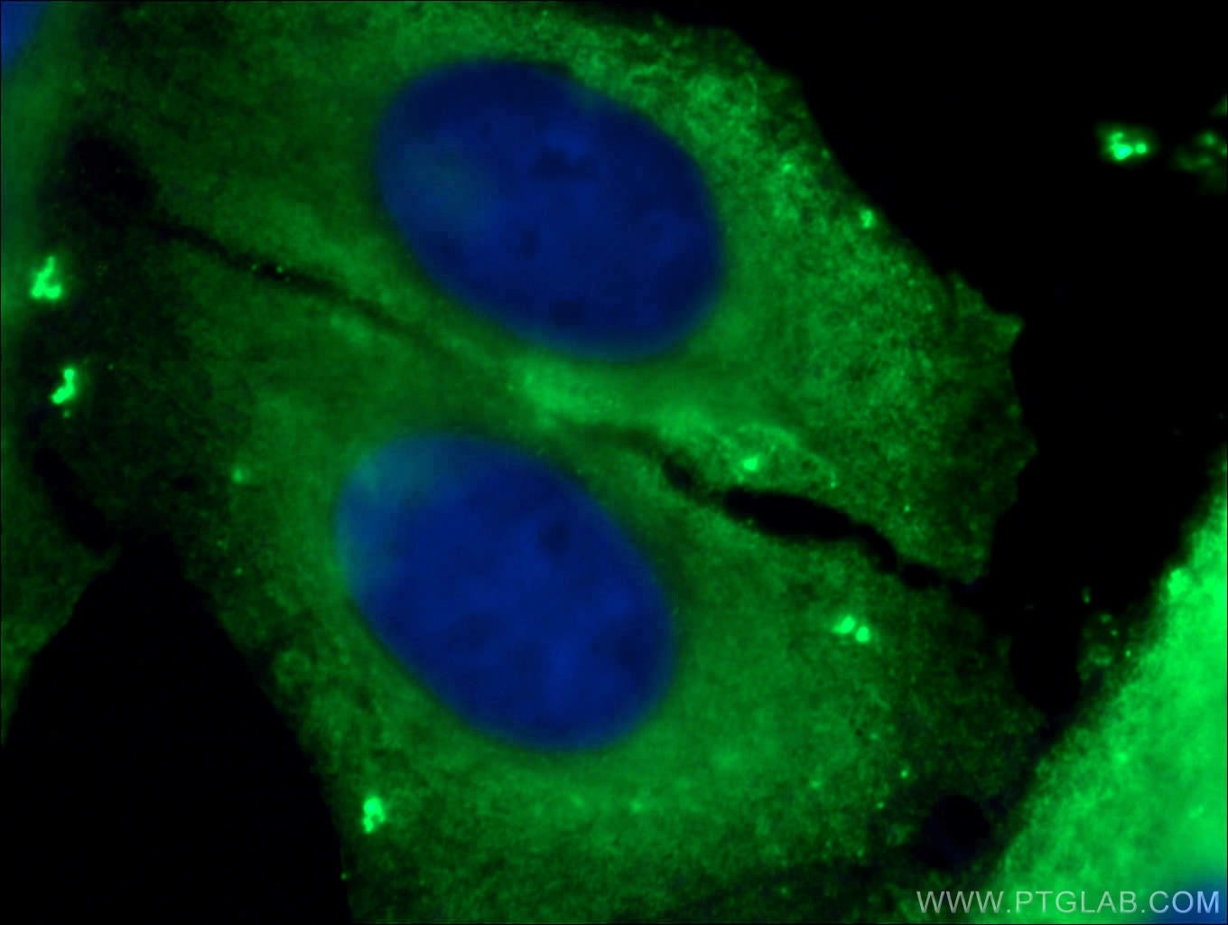 IF analysis of ( -20°C Ethanol) fixed HepG2 cells using 60008-1-Ig (beta Actin antibody) at dilution of 1:100 and Alexa Fluor 488-Conjugated AffiniPure Goat Anti-Mouse IgG(H+L)