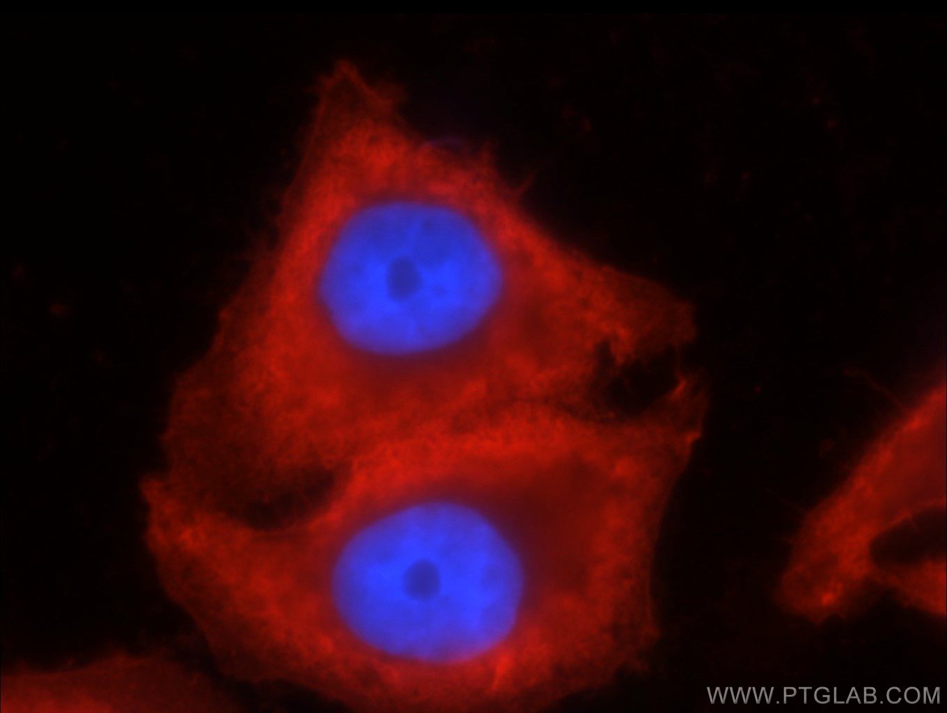 Immunofluorescence (IF) / fluorescent staining of HepG2 cells using Beta Actin Monoclonal antibody (60008-1-Ig)