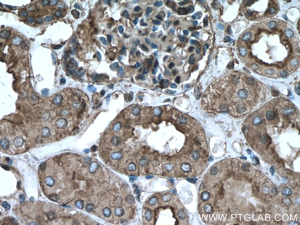 Immunohistochemistry (IHC) staining of human kidney tissue using Beta Actin Monoclonal antibody (60008-1-Ig)