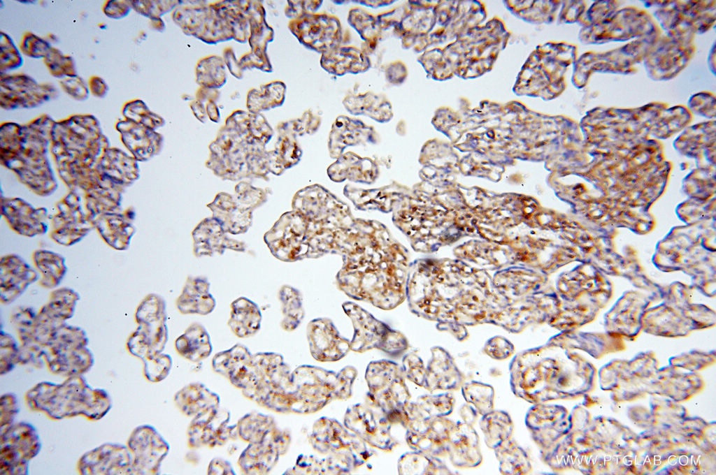 Immunohistochemistry (IHC) staining of human placenta tissue using Beta Actin Monoclonal antibody (60008-1-Ig)