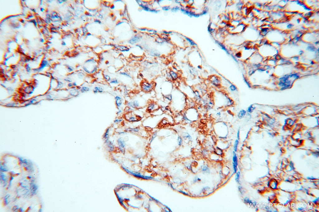 Immunohistochemistry (IHC) staining of human placenta tissue using Beta Actin Monoclonal antibody (60008-1-Ig)