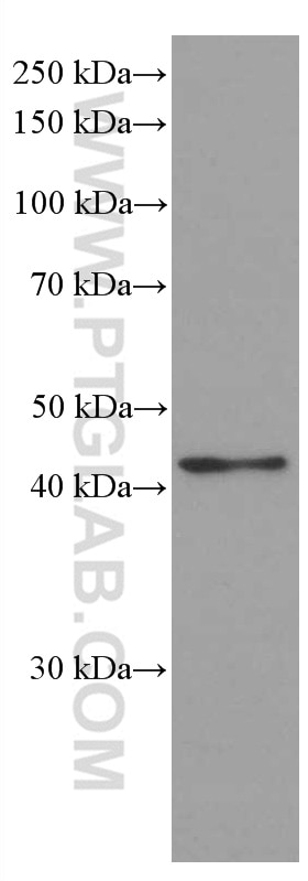 Western Blot (WB) analysis of rice whole plant tissue using Beta Actin Monoclonal antibody (60008-1-Ig)
