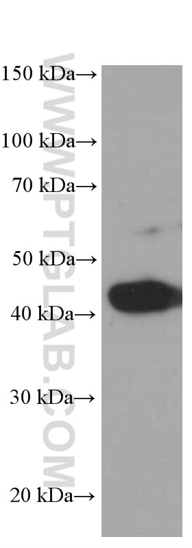 Western Blot (WB) analysis of arabidopsis whole plant tissue using Beta Actin Monoclonal antibody (60008-1-Ig)