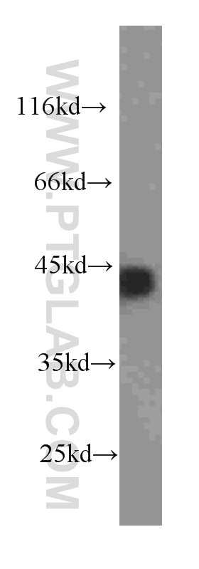 Western Blot (WB) analysis of HeLa cells using Beta Actin Monoclonal antibody (60008-1-Ig)