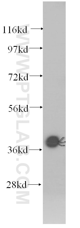 Western Blot (WB) analysis of MCF-7 cells using Beta Actin Monoclonal antibody (60008-1-Ig)