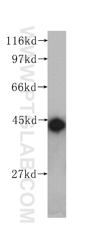 Western Blot (WB) analysis of HEK-293 cells using Beta Actin Monoclonal antibody (60008-1-Ig)
