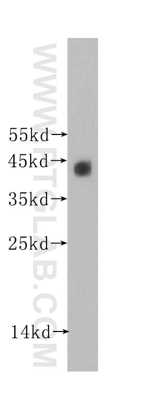 Western Blot (WB) analysis of A549 cells using Beta Actin Monoclonal antibody (60008-1-Ig)