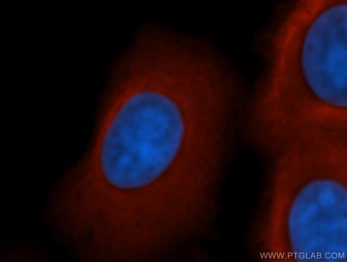 Immunofluorescence (IF) / fluorescent staining of HepG2 cells using Beta Actin Monoclonal antibody (60008-2-Ig)