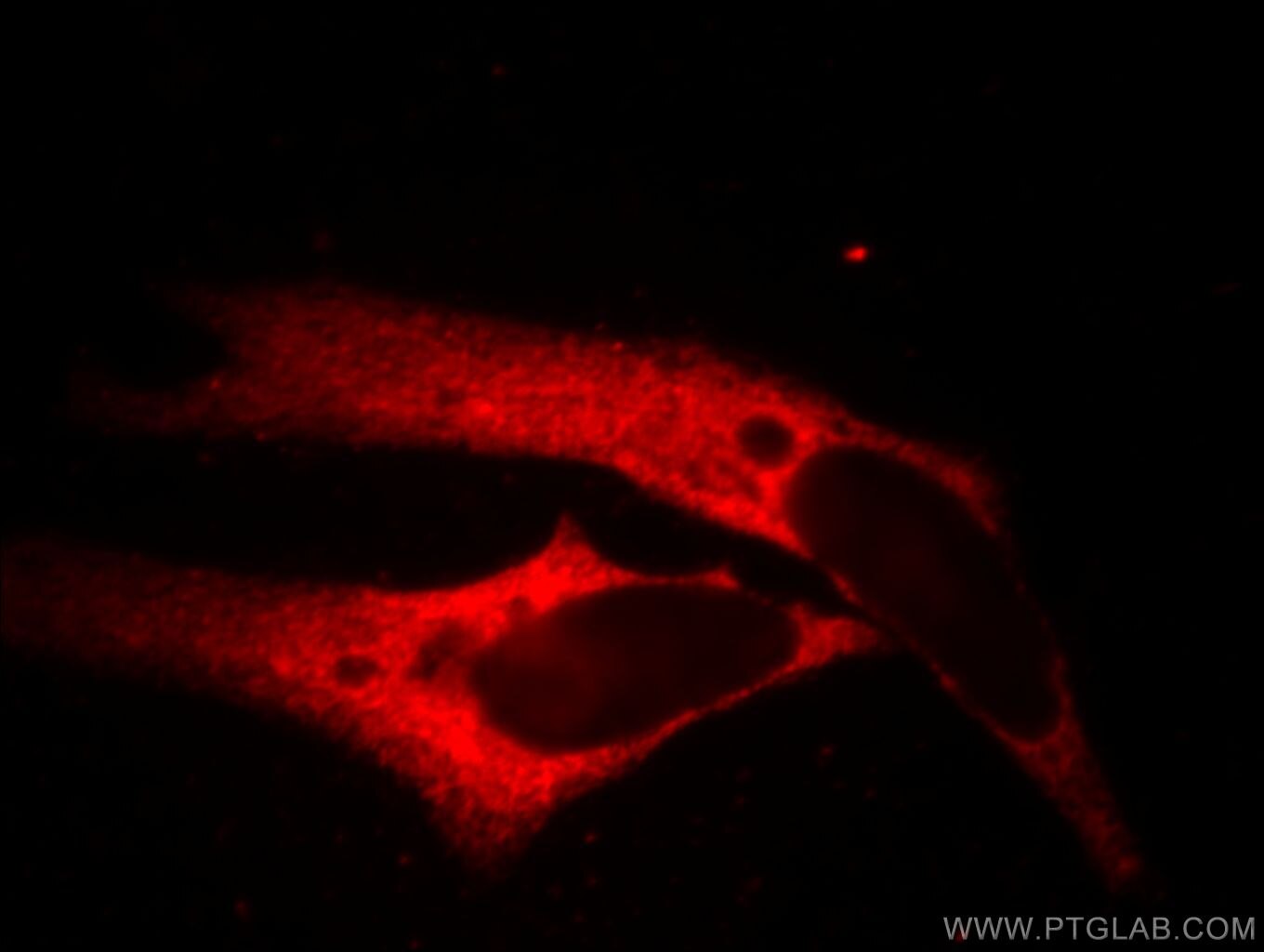 Immunofluorescence (IF) / fluorescent staining of HeLa cells using Beta Actin Monoclonal antibody (60008-2-Ig)