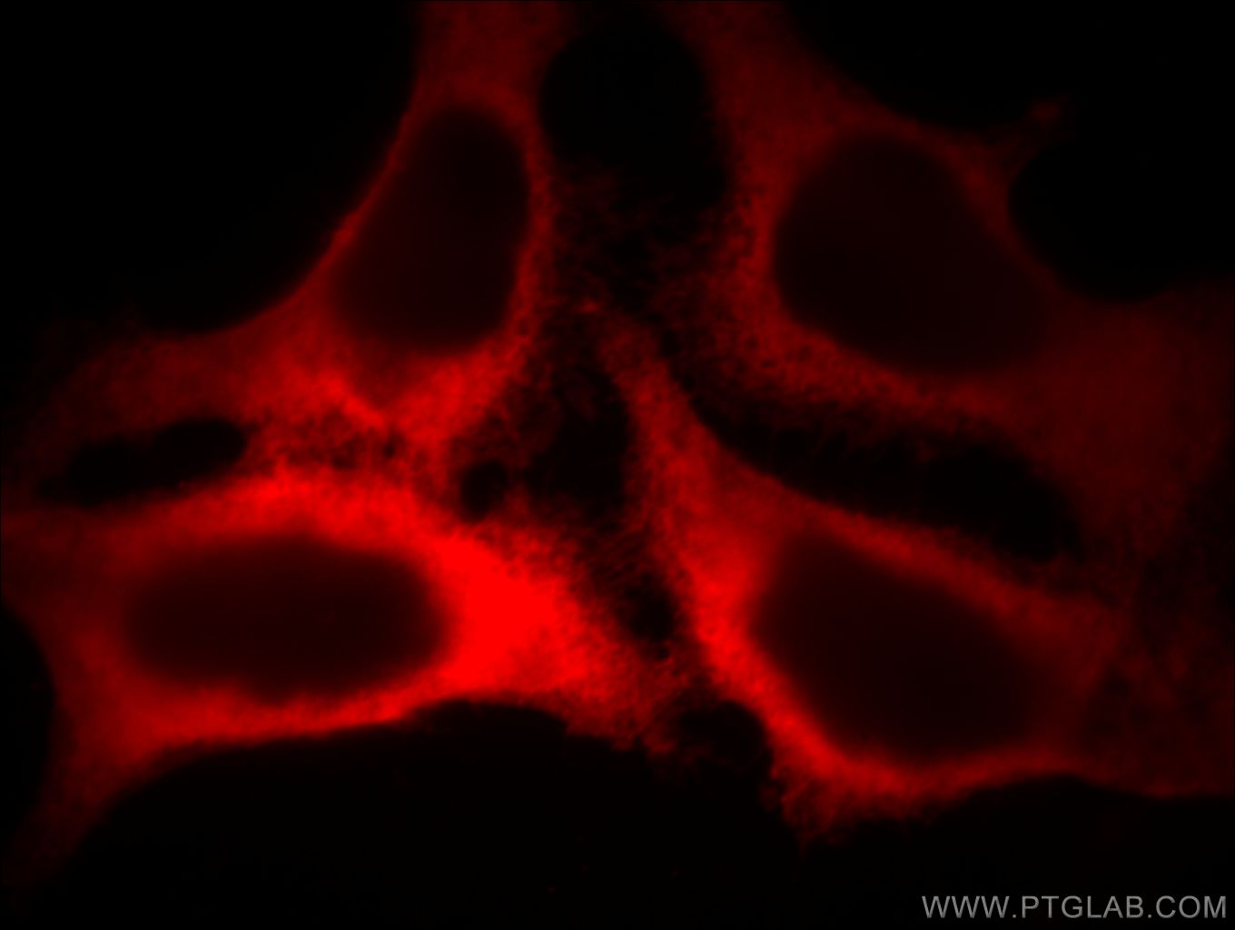 Immunofluorescence (IF) / fluorescent staining of MCF-7 cells using Beta Actin Monoclonal antibody (60008-2-Ig)