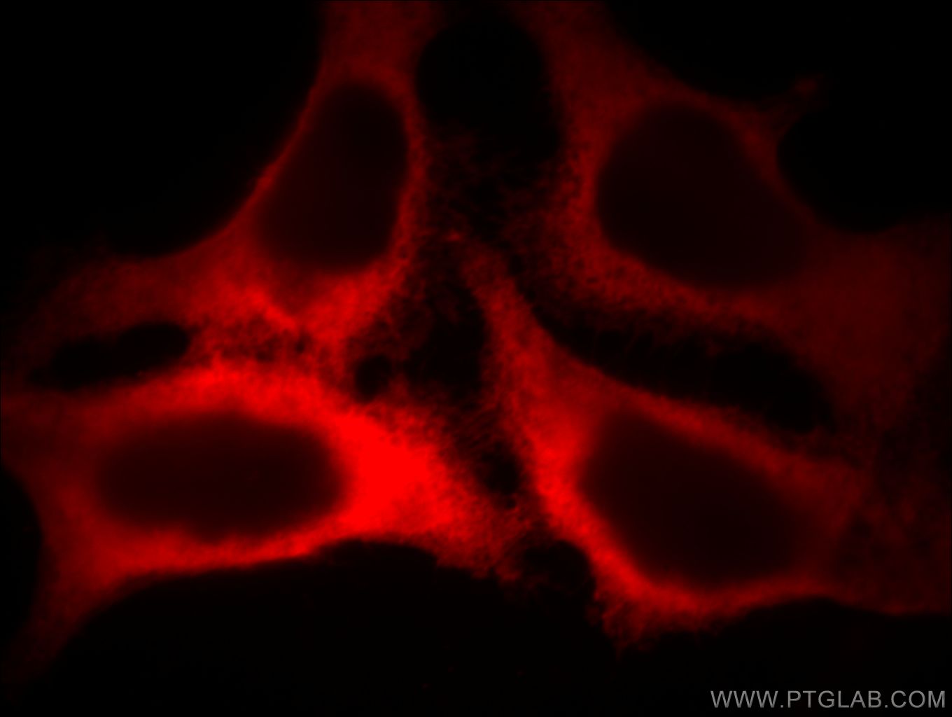 Immunofluorescence (IF) / fluorescent staining of MCF-7 cells using Beta Actin Monoclonal antibody (60008-2-Ig)
