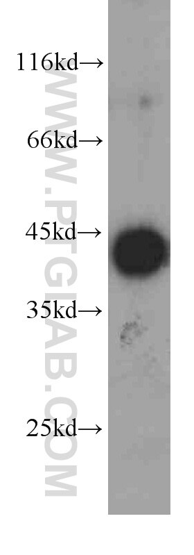 Western Blot (WB) analysis of human brain tissue using Beta Actin Monoclonal antibody (60008-2-Ig)