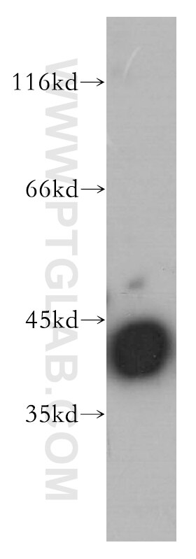 Western Blot (WB) analysis of MCF-7 cells using Beta Actin Monoclonal antibody (60008-2-Ig)