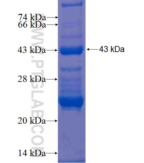 beta actin fusion protein Ag0297 SDS-PAGE
