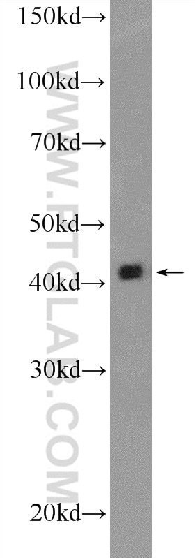 Western Blot (WB) analysis of mouse heart tissue using Alpha Actin Polyclonal antibody (11032-1-AP)