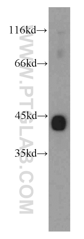 Western Blot (WB) analysis of mouse heart tissue using Alpha Actin Polyclonal antibody (11032-1-AP)