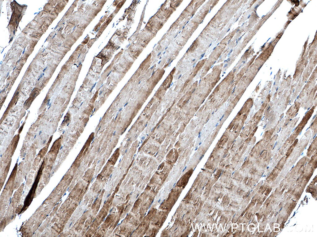 Immunohistochemistry (IHC) staining of mouse skeletal muscle tissue using Alpha Actin Polyclonal antibody (23082-1-AP)