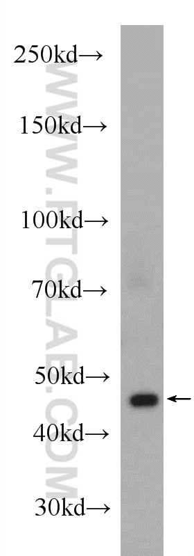 Western Blot (WB) analysis of mouse heart tissue using Alpha Actin Polyclonal antibody (23082-1-AP)