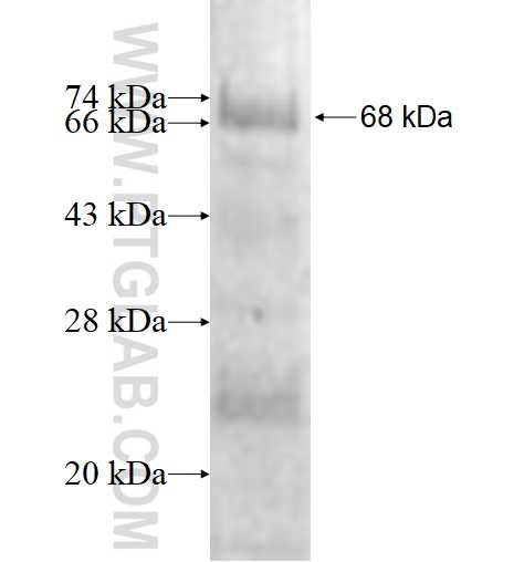 ACTG1 fusion protein Ag1728 SDS-PAGE