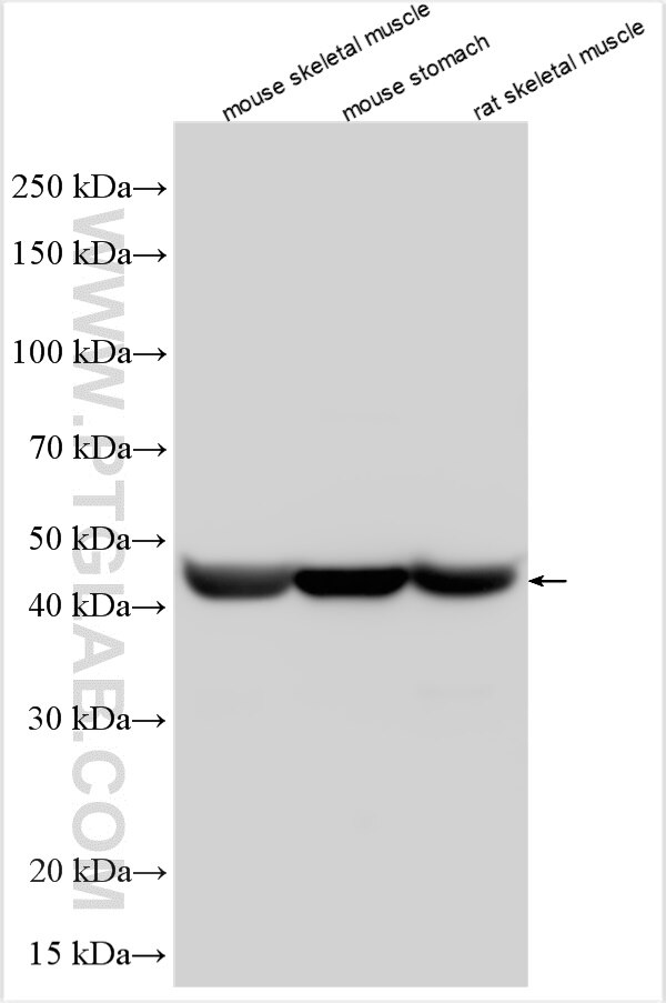 Western Blot (WB) analysis of various lysates using ACTG2 Polyclonal antibody (31849-1-AP)