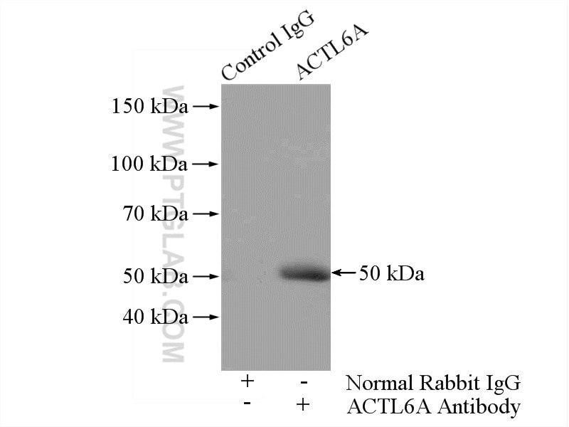 Immunoprecipitation (IP) experiment of HeLa cells using ACTL6A Polyclonal antibody (10341-1-AP)