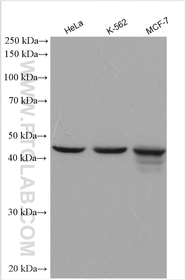 Western Blot (WB) analysis of various lysates using ACTL6A Polyclonal antibody (10341-1-AP)