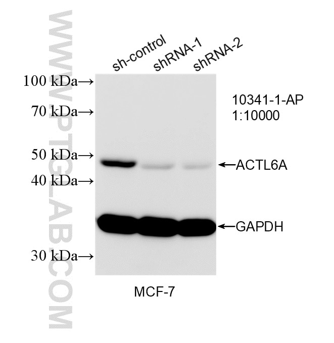 WB analysis of MCF-7 using 10341-1-AP Western Blot (WB) analysis of MCF-7 cells using ACTL6A Polyclonal antibody (10341-1-AP)