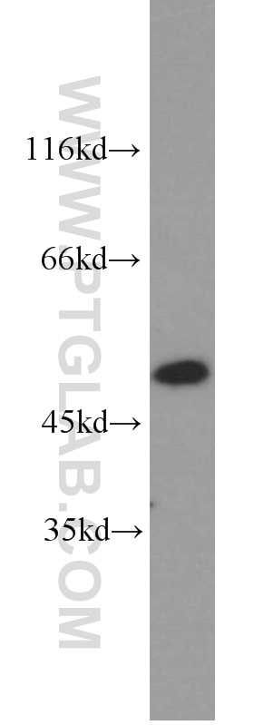 ACTL6A Polyclonal antibody