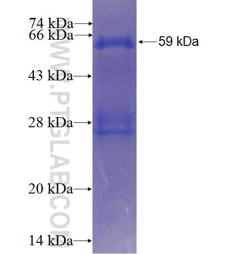 ACTL6A fusion protein Ag0323 SDS-PAGE