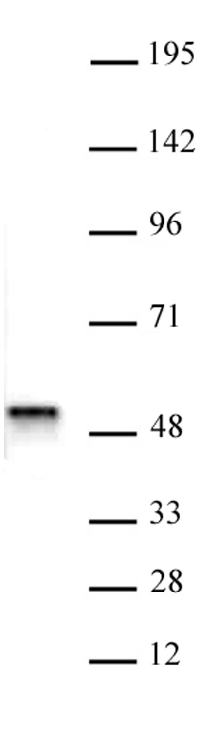 ACTL6B antibody (pAb) tested by Western blot. Whole cell extract of SH-SY5Y cells (12 ug) probed with ACTL6B antibody (pAb) at a dilution of 1:500.