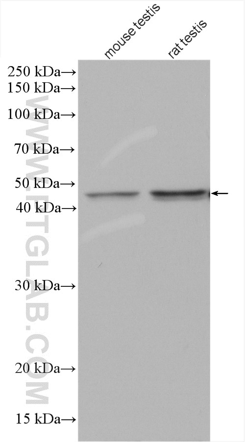 Western Blot (WB) analysis of various lysates using ACTL7A Polyclonal antibody (17355-1-AP)