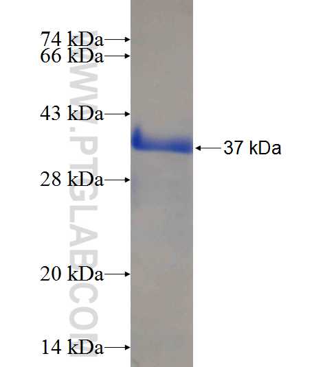 ACTL7A fusion protein Ag10613 SDS-PAGE