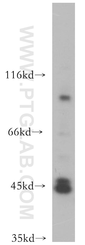 Western Blot (WB) analysis of mouse testis tissue using ACTL7B Polyclonal antibody (13537-1-AP)