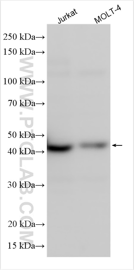 Western Blot (WB) analysis of various lysates using ACTL8 Polyclonal antibody (17312-1-AP)