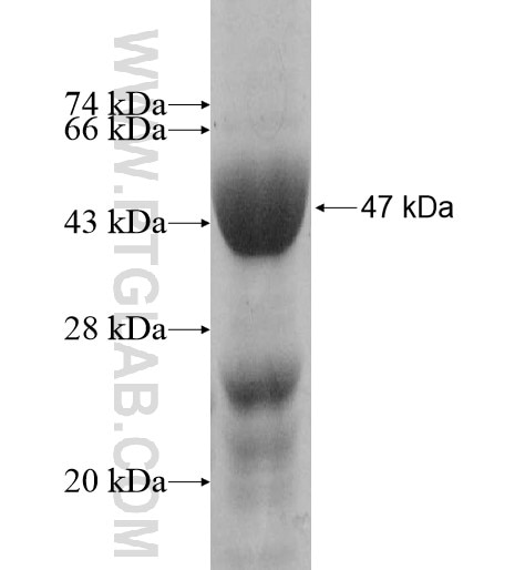 ACTL8 fusion protein Ag11394 SDS-PAGE